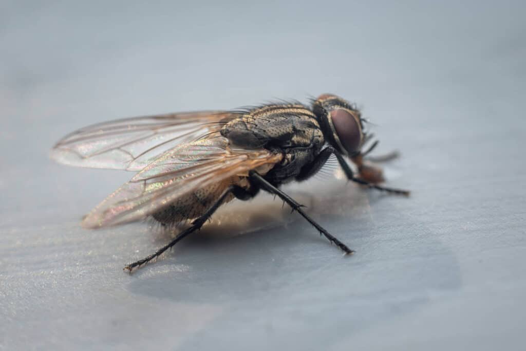 house fly 5 scaled 1