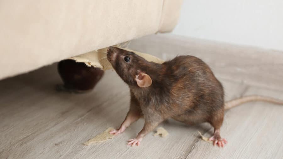 mccall when does rodent season start in florida active in fall blog post e1728620572839