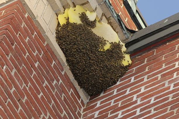 bees nest