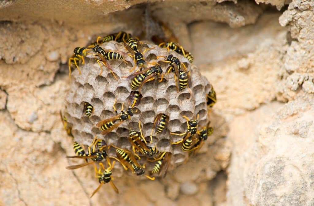 a closeup of bees on a large paper wasp nest under 2026 01 11 10 10 36 utc