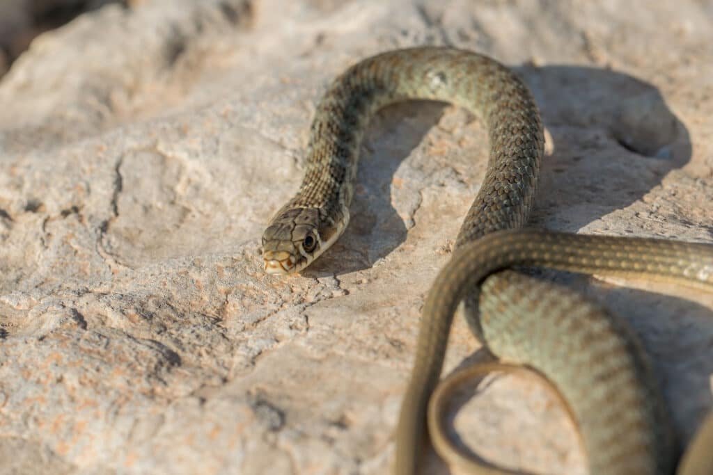 a juvenile western whip snake basking on the islan 2026 03 18 12 16 49 utc