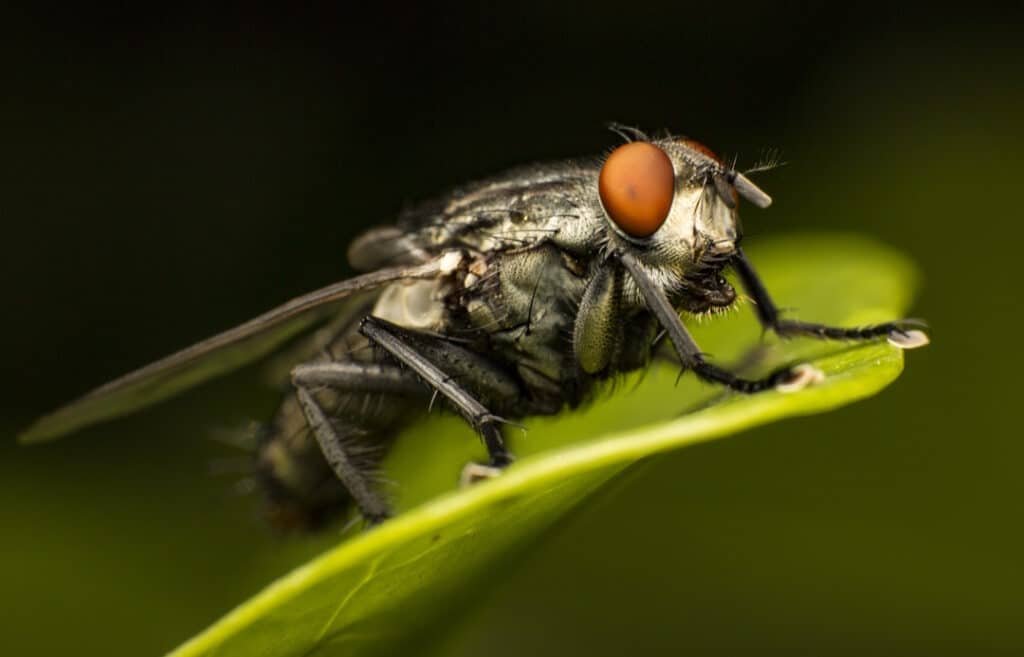 a selective focus shot of a fly on the green leaf 2026 03 26 10 15 49 utc