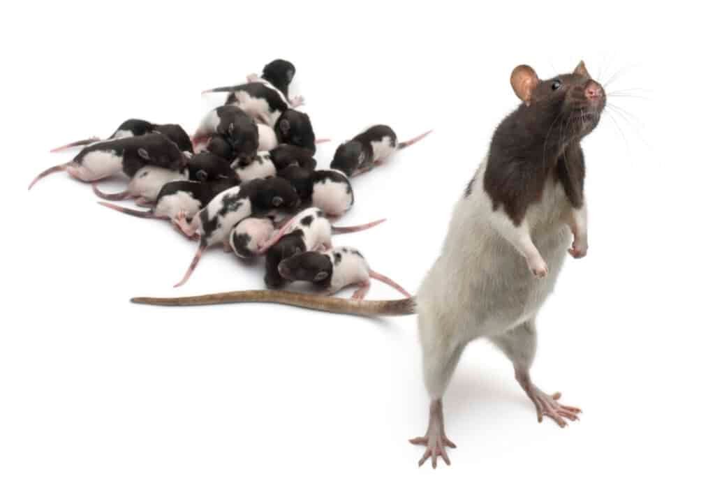 fancy rat next to its babies and looking away