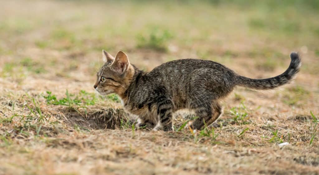 little striped kitten walking on the ground with tucked tail up