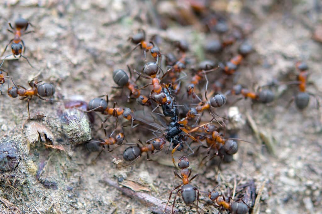 ants tearing their prey apart. ants teamwork.