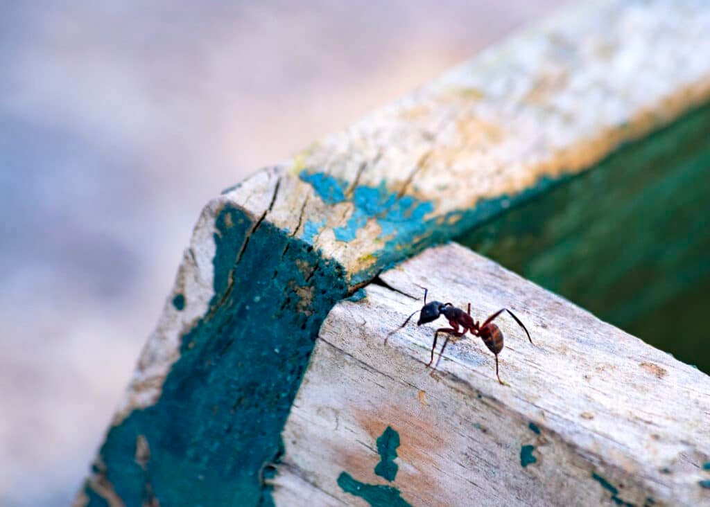 red ant of europe walking over a wooden board.
