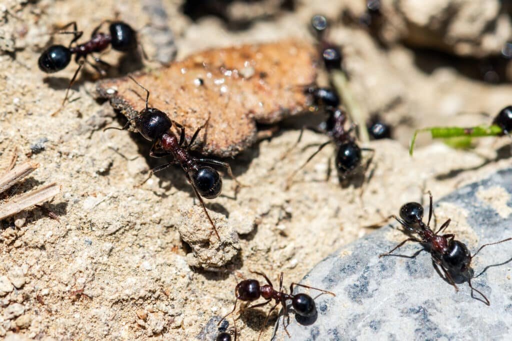 ants crawling around piece of food outdoors 2026 03 20 03 49 30 utc