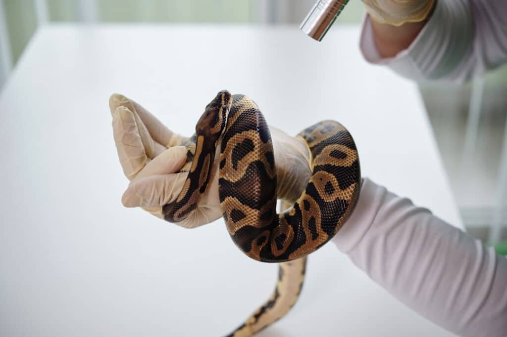 ball python being examined by someone wearing glov 2026 03 18 05 39 24 utc