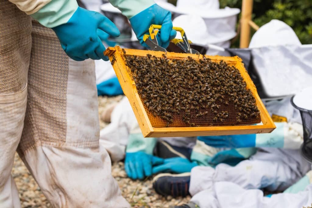 beekeeper holding frame of honey bees 2026 01 09 10 08 10 utc