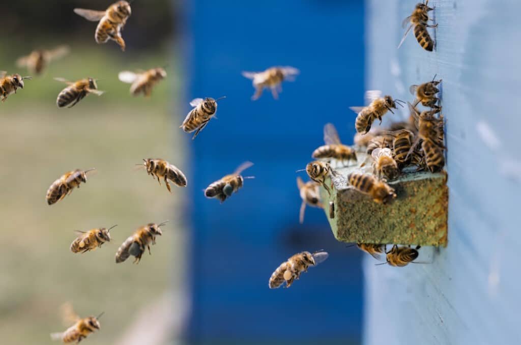 bees flying around beehive on sunny day 2026 03 25 09 49 29 utc
