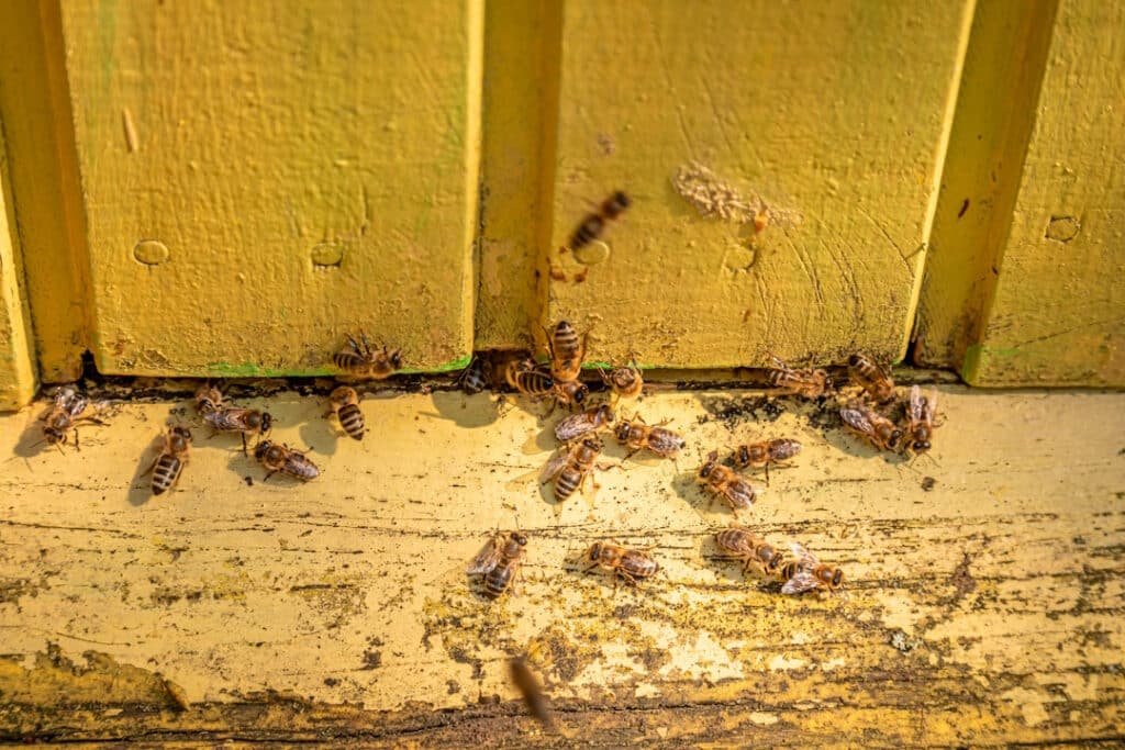 bees gather at hive entrance on summer day 2026 03 24 14 20 06 utc