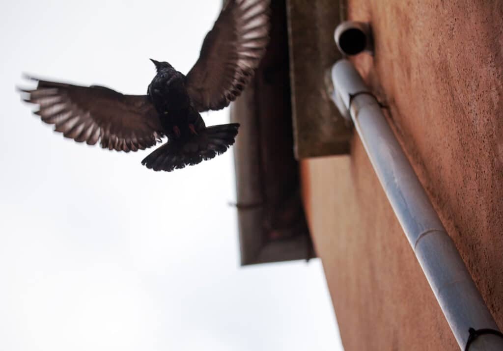 bird with wide wing spread flying near the buildin 2026 03 09 23 12 31 utc
