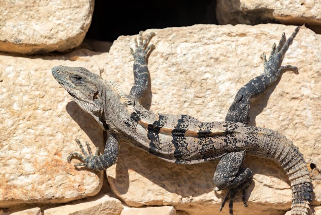black spiny tailed iguana on the ruins of chichen 2026 03 26 09 19 48 utc