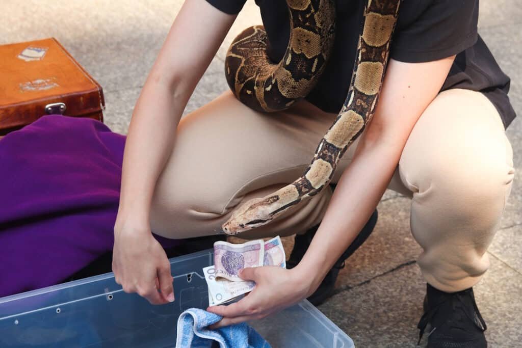 brown python snake closeup side view an unrecogn 2026 03 23 23 37 19 utc