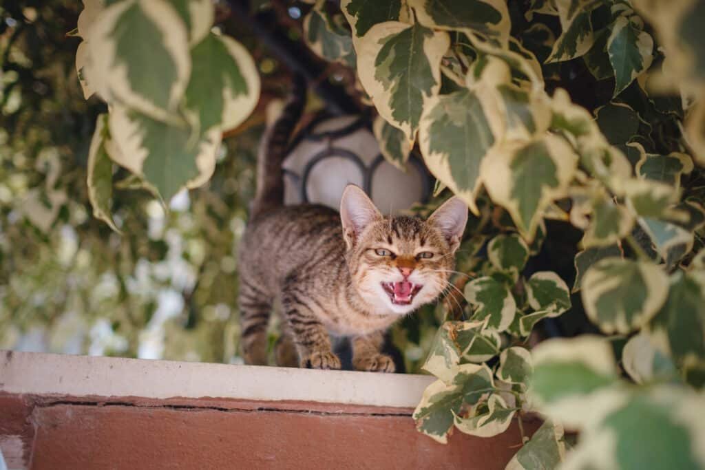 cat on the street of antalya turkey 2026 03 17 20 17 38 utc