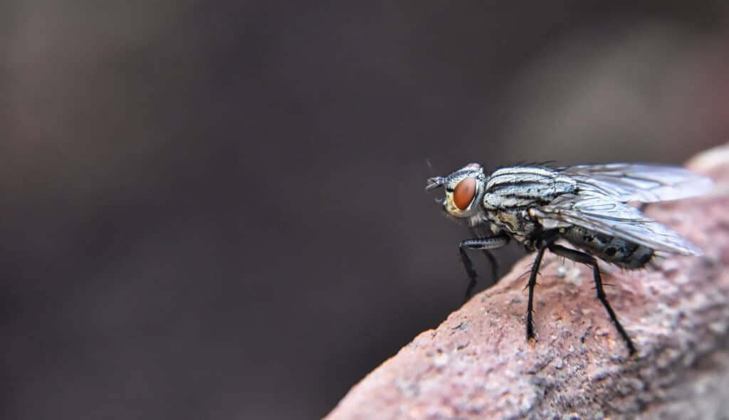 close up of a house fly 2026 03 18 08 01 29 utc