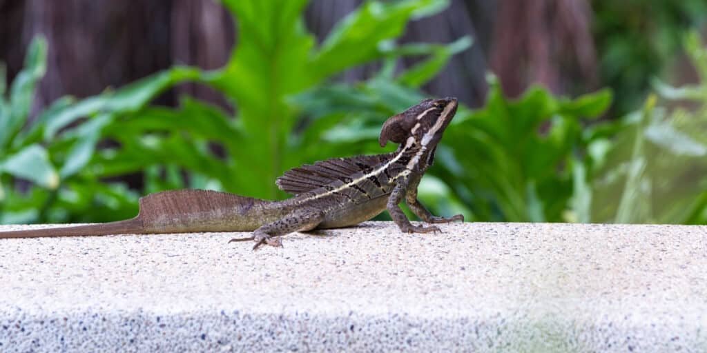 close up of a male brown basilisk lizard also know 2026 01 11 10 20 11 utc