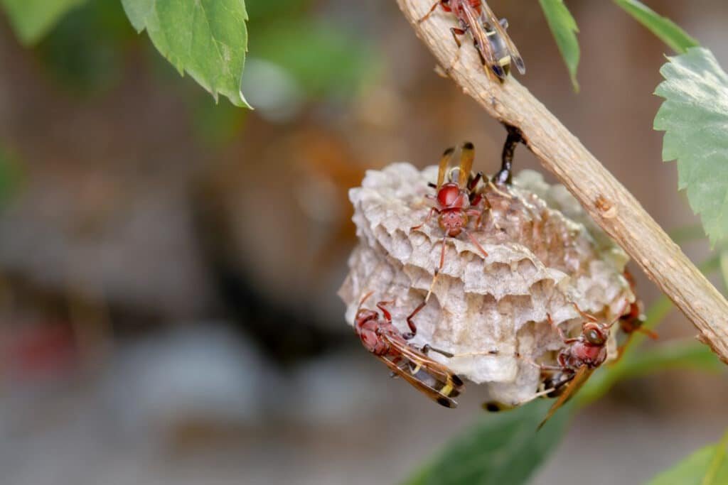 close up wasps in a nest on branch
