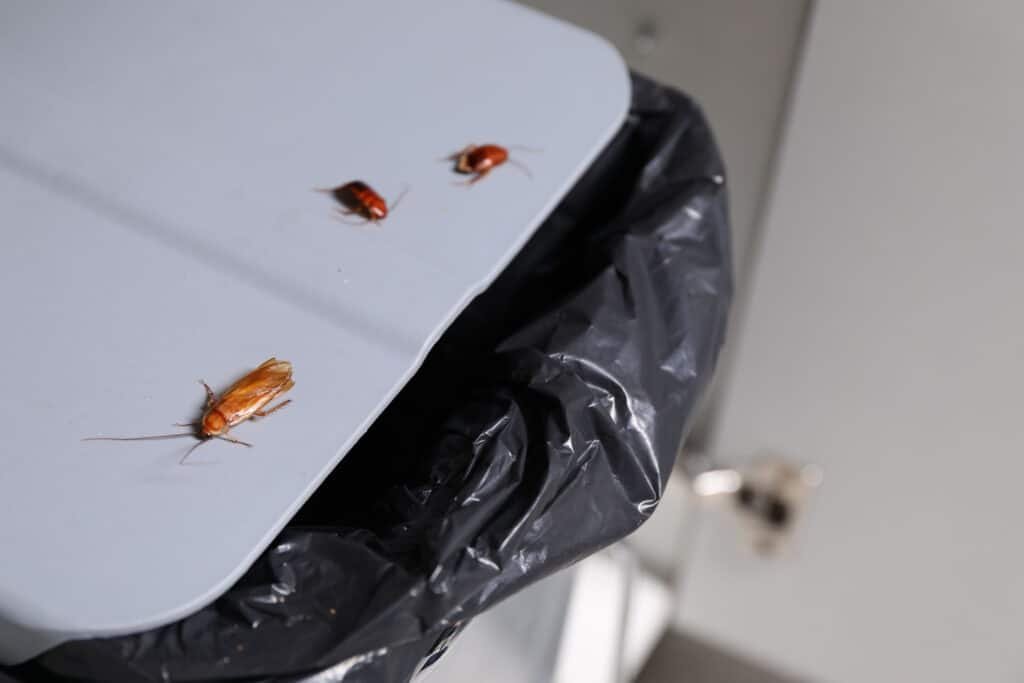 cockroaches on a trash can lid 2026 03 20 04 14 27 utc