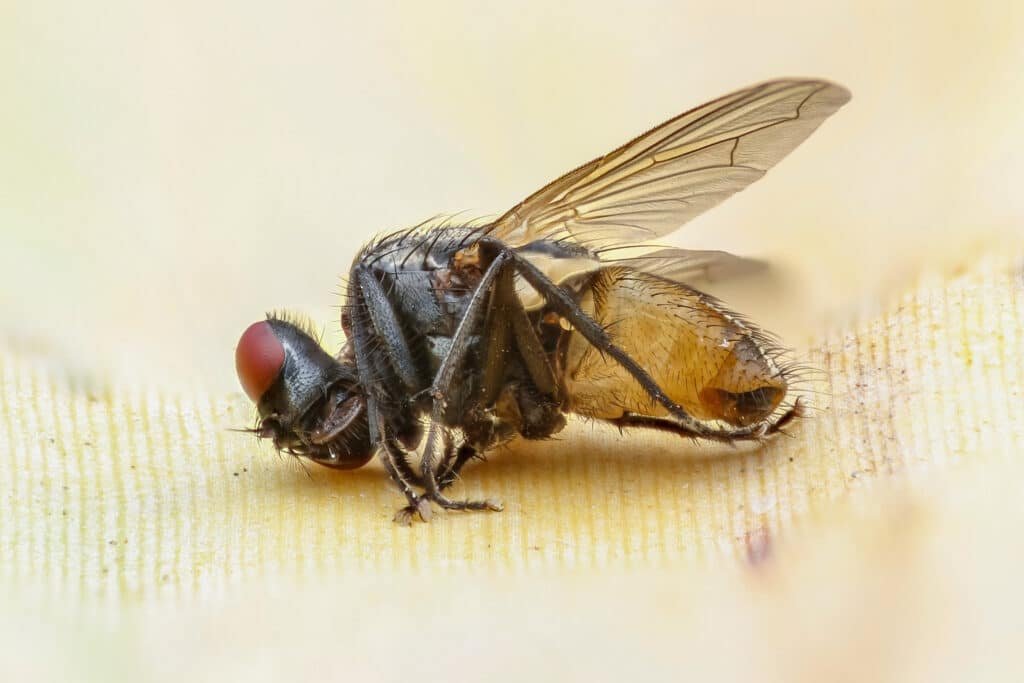 detailed close up of fly on light surface 2026 01 06 10 37 52 utc