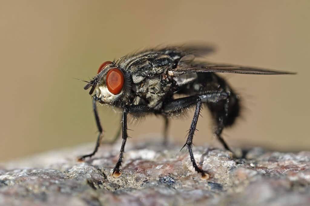 extreme close up of a fly with red eyes 2026 03 18 05 28 47 utc