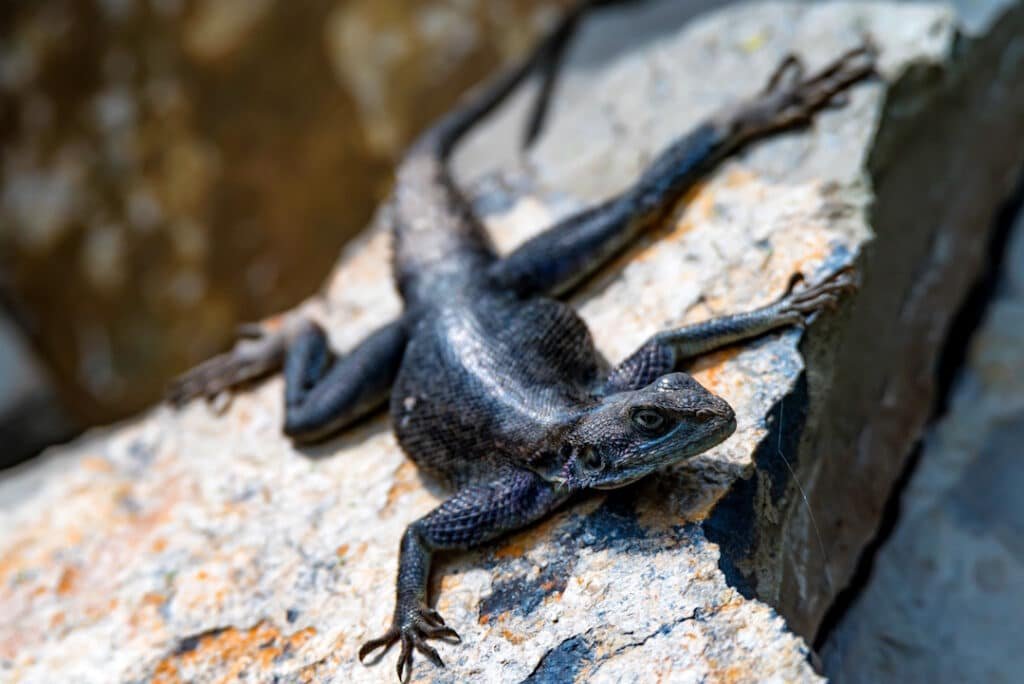 mwanza flat headed rock agama agama mwanzae sitting on a rock