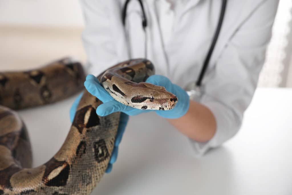 female veterinarian examining boa constrictor in c 2026 03 26 23 52 00 utc