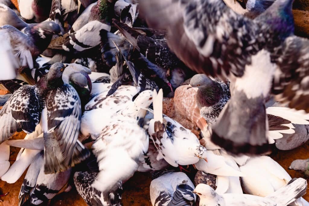 group of pigeons pecking the ground unruly.