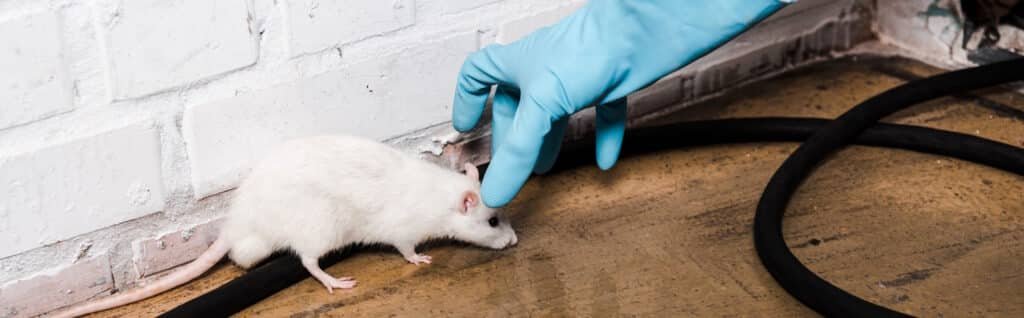 gloved hand interacting with white rat near wall 2026 01 06 00 41 55 utc