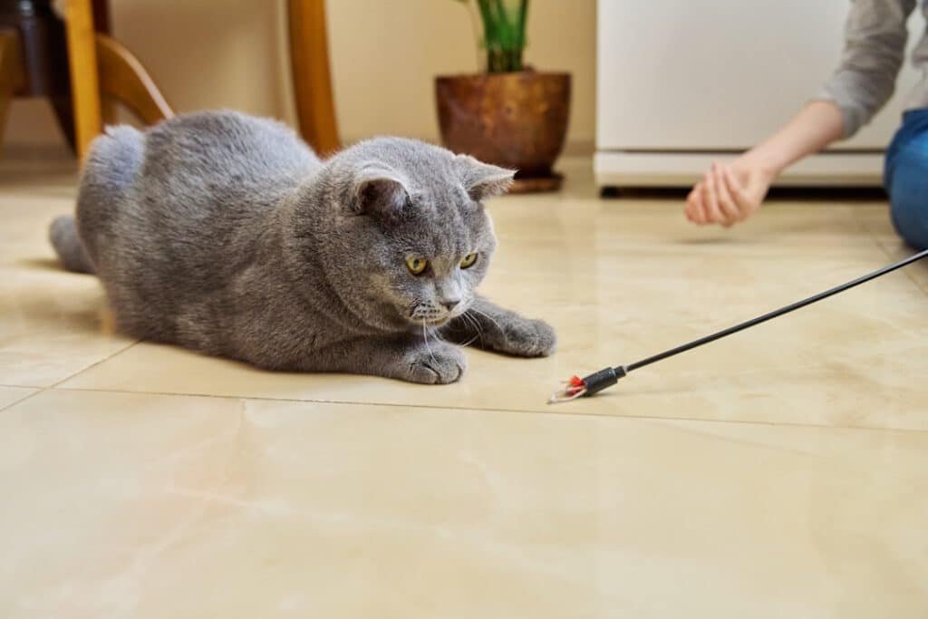 gray cat playing with person inside home 2026 03 16 05 13 29 utc