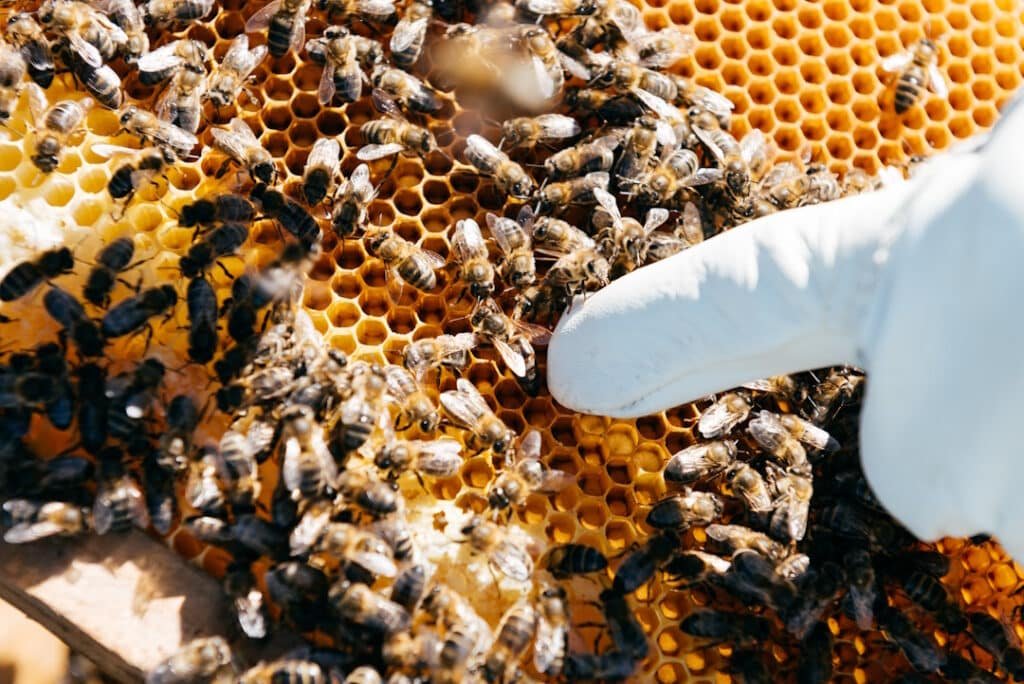 honey bees clustering on honeycomb with gloved han 2026 03 17 03 33 32 utc