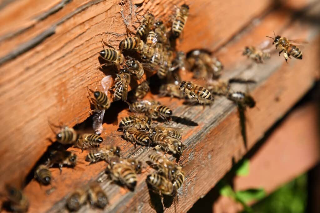 honey bees gathering on wooden beehive 2026 03 17 14 46 54 utc