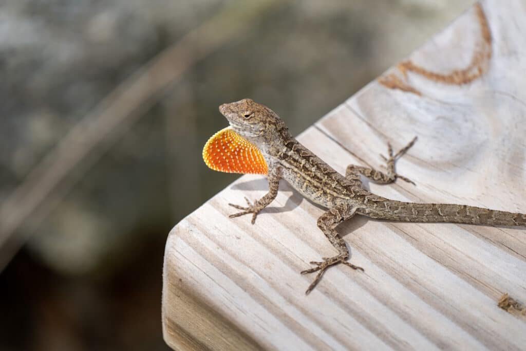 lizard displays colorful dewlap on wood surface 2026 03 16 05 13 33 utc