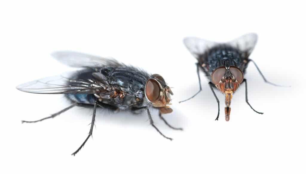 two houseflies looking for feed on white background