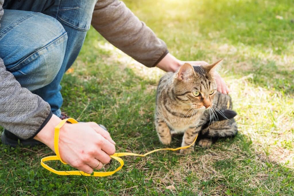 person walking brown tabby cat on green lawn 2026 01 09 12 26 41 utc