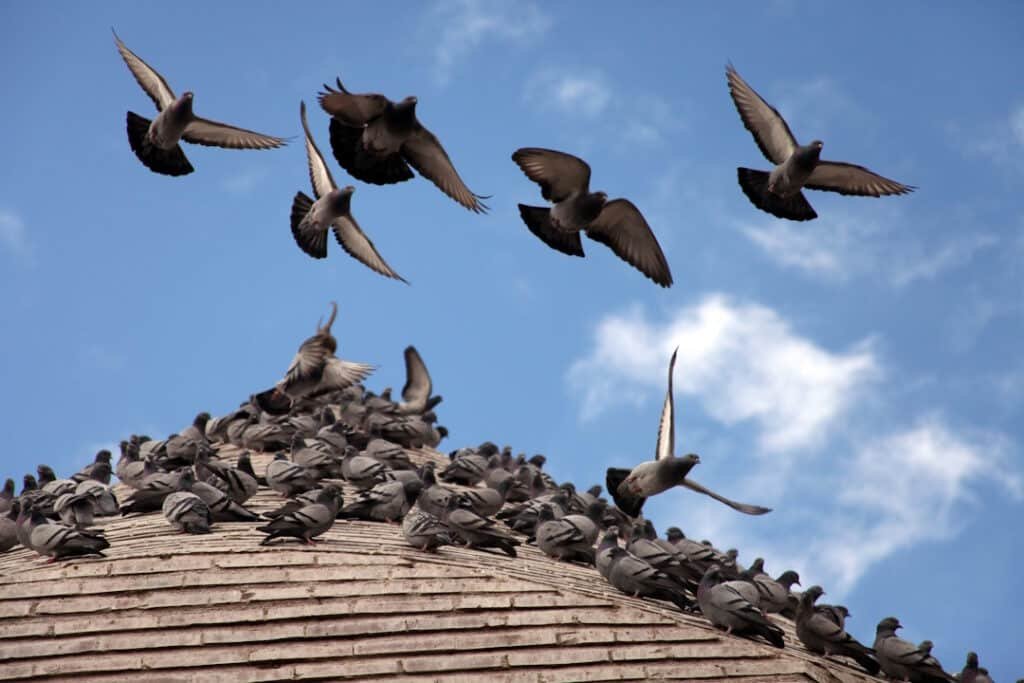 pigeons gather on building roof against sky 2026 03 16 22 35 37 utc