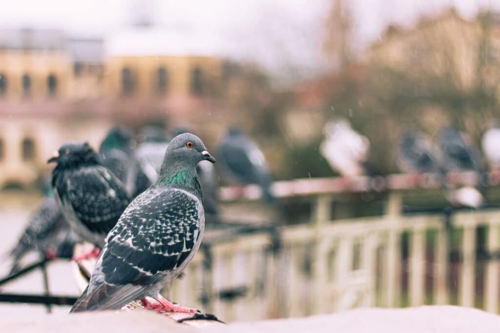 pigeons sitting together on a bridge 2026 03 16 01 21 33 utc