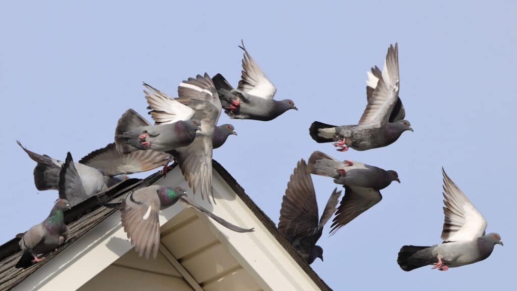 pigeons taking flight from a rooftop on clear day 2026 03 18 08 26 35 utc