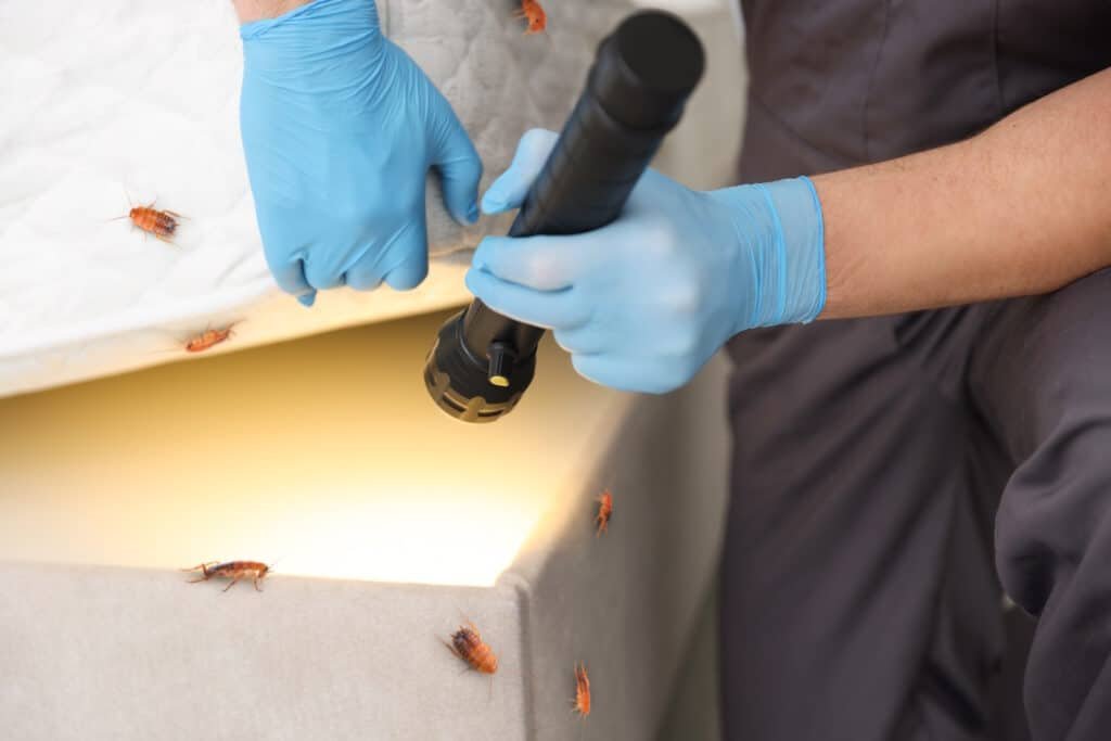pest control worker examining bed with flashlight indoors, closeup