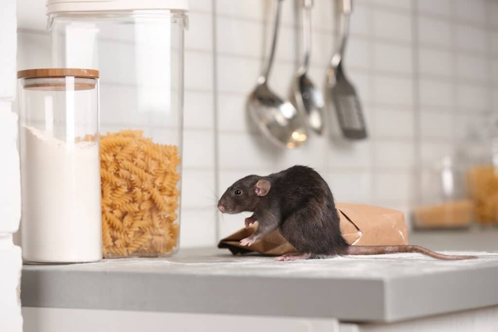rat near gnawed bag of flour on kitchen counter. household pest