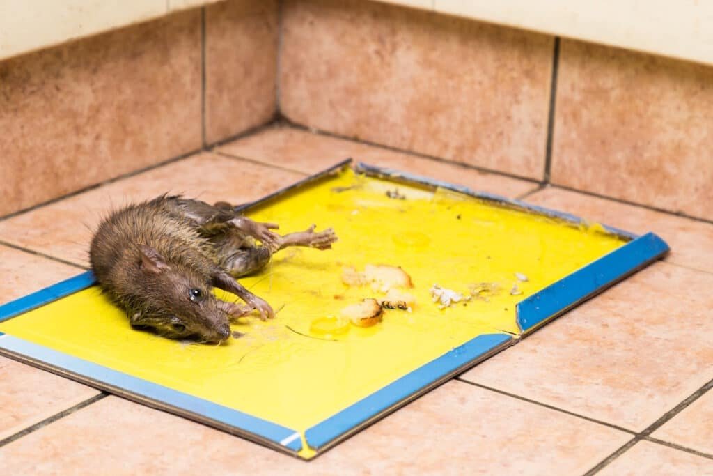 rodent trapped on glue board inside building 2026 03 09 04 28 06 utc