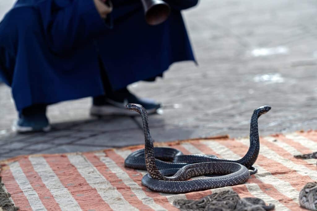 snake charmer performing in marrakech s vibrant ma 2026 03 25 04 19 00 utc