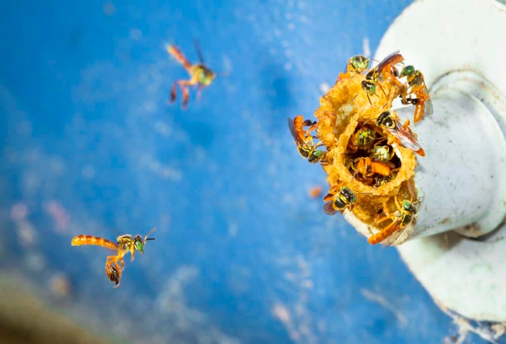 stingless bees at the entrance to the nest in beli 2026 03 09 05 22 46 utc
