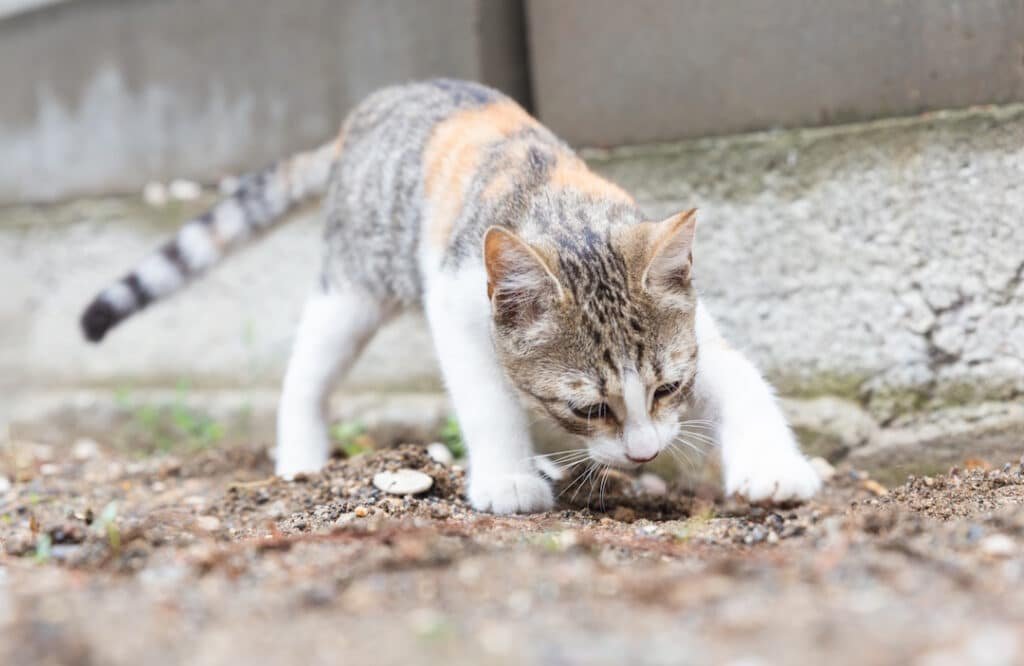 tabby cat explores the ground outdoors 2026 03 17 00 00 08 utc