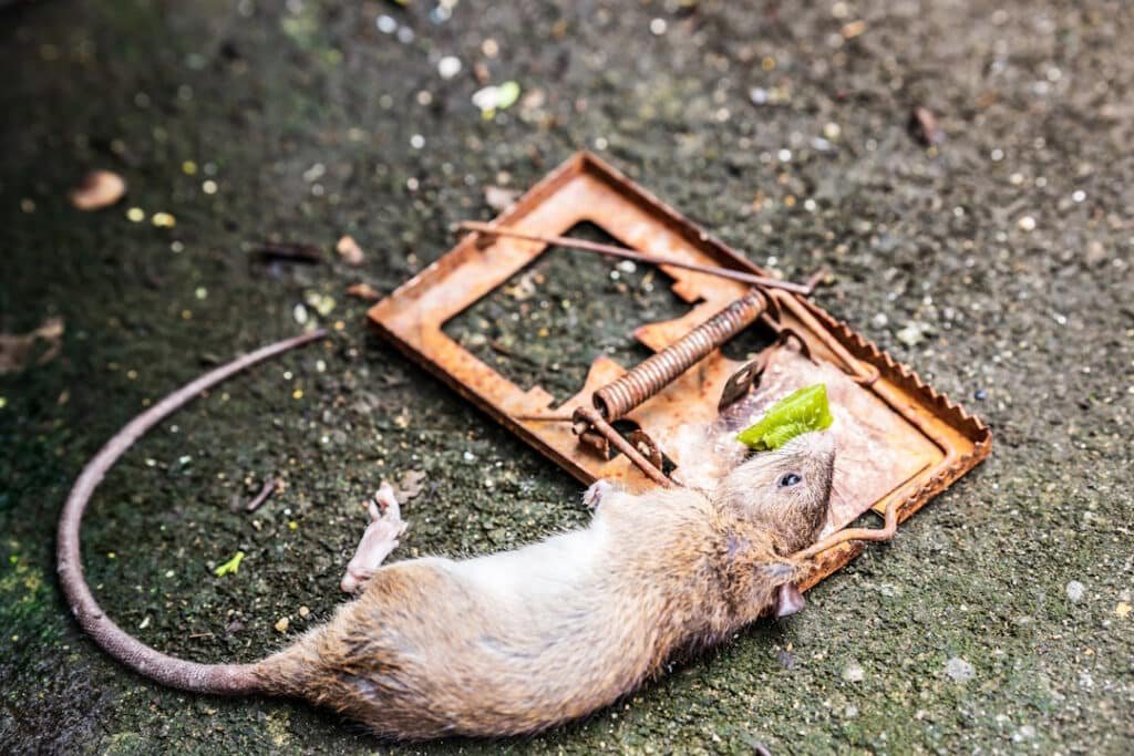 the rat was trapped and died rusted mousetrap on 2026 01 07 02 04 31 utc