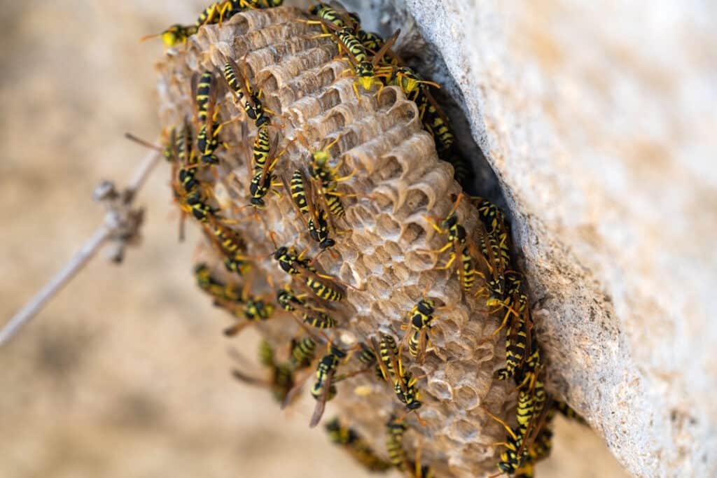 wasp nest with many black and yellow wasps 2026 03 25 07 25 09 utc