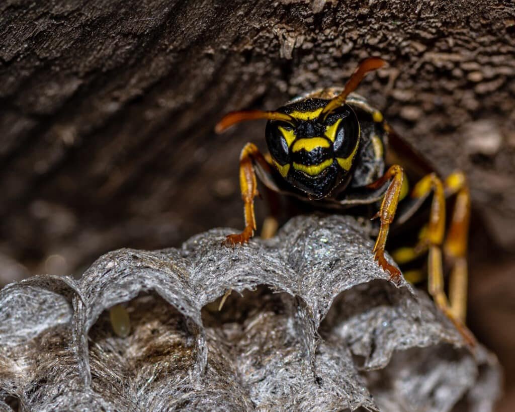 wild paper wasp builds a nest to create a new colo 2026 01 08 22 34 51 utc
